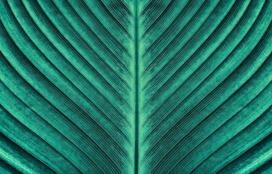 leaf detail closeup