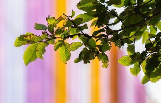 Stock photo of leaves