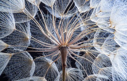 A close up picture of a seed head