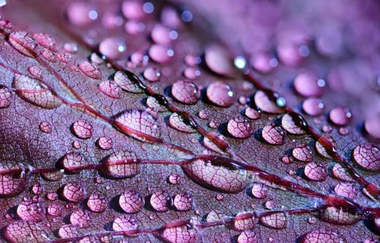 A close up picture of a purple leaf covered with water droplets