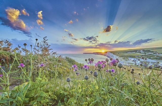 sun sky and flowers